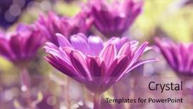  Presentation with gerbera daisies - Slides enhanced with up shot of pink gerber background and a  colored foreground
