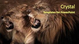  Presentation with lion king - Cool new slide deck with up shot of roaring lion backdrop and a tawny brown colored foreground
