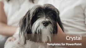  Presentation with cute christmas pug puppy dog - Slide deck having up shot of shih tzu background and a violet colored foreground