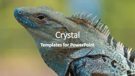  Presentation with close up shot - Presentation consisting of up shot of the iguana background and a violet colored foreground