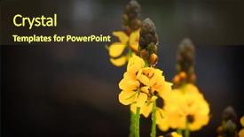  Presentation with iris - Cool new PPT theme with up shot of yellow iris backdrop and a tawny brown colored foreground