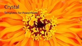  Presentation with extreme - Amazing theme having up shot of zinnia flower backdrop and a gray colored foreground