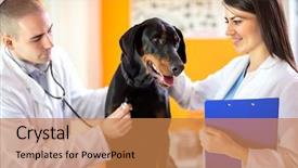  Presentation with sick dog - Presentation theme consisting of veterinarians checking up sick great background and a coral colored foreground