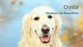  Presentation with funny - Cool new presentation with up view of funny labrador backdrop and a sky blue colored foreground