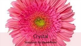  Presentation with daisy - Slide deck enhanced with up view of the pink background and a coral colored foreground