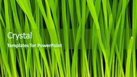  Presentation with green chemistry close up - Cool new slide set with up with blades and roots backdrop and a forest green colored foreground