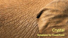 Presentation with african elephant loxodonta africana - Presentation design consisting of up with part of ear background and a tawny brown colored foreground