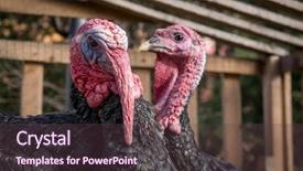  Presentation with contemporary world two columns - Slide deck enhanced with upland bird - two turkeys background and a tawny brown colored foreground