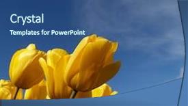  Presentation with bright yellow - Audience pleasing presentation consisting of uplifting - bright yellow tulips backdrop and a ocean colored foreground