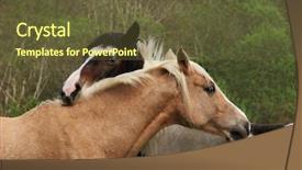  Presentation with black white love - PPT theme with upper bodies of two horses one brown and one black and white with their heads resting on each other in a gesture of love and friendship background and a tawny brown colored foreground
