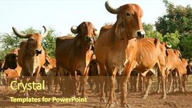  Presentation with india - Theme having upper body of a india background and a tawny brown colored foreground