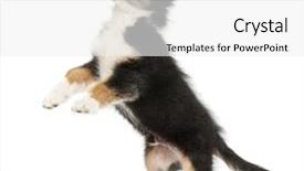  Presentation with australian - Colorful presentation design enhanced with upright - australian shepherd puppy 2 months backdrop and a white colored foreground