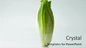  Presentation with oil gas pipeline transportation natural - Audience pleasing slides consisting of upright - endive cichorium endivia standing backdrop and a light gray colored foreground