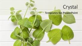  Presentation with silver - Cool new presentation theme with upright - plectranthus argentatus on white table backdrop and a soft green colored foreground