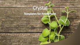  Presentation with wooden board empty table top - Presentation theme featuring upright - plectranthus argentatus on wooden table background and a coral colored foreground