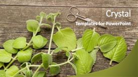  Presentation with silver - Amazing presentation theme having upright - plectranthus argentatus on wooden table backdrop and a coral colored foreground