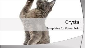  Presentation with maine - Presentation design enhanced with upright - side view of a maine-coon background and a white colored foreground