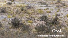  Presentation with chile - Beautiful presentation featuring upright - wild cougar puma concolor backdrop and a gray colored foreground