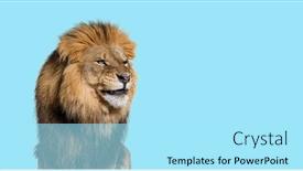  Presentation with male lion - Slides consisting of upset-adult-male-lion-making background and a  colored foreground