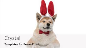  Presentation with upset - Amazing slides having upset-akita-inu-seriously-looking backdrop and a light gray colored foreground