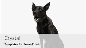  Presentation with dutch economy - Slide deck enhanced with upset-dutch-shepherd-dog-sitting and a white colored foreground