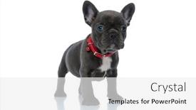  Presentation with upset - Amazing slide deck having upset-french-bulldog-cub-looking backdrop and a white colored foreground