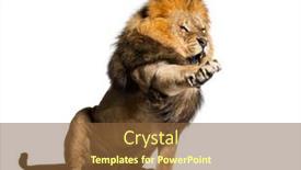  Presentation with upset - Presentation theme having upset-lion-making-a-face background and a tawny brown colored foreground