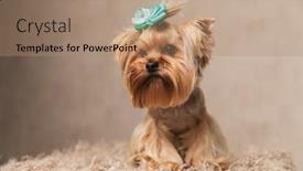 Presentation with upset - PPT theme consisting of upset-little-yorkie-puppy background and a coral colored foreground