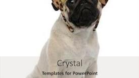  Presentation with cheetah - Presentation theme enhanced with upset-pug-wearing-a-headband background and a mint green colored foreground