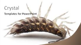  Presentation with background - PPT theme featuring upside-down-common-woodlouse-oniscus background and a cream colored foreground
