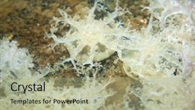  Presentation with jellyfish - PPT layouts consisting of upside-down jellyfish cassiopea andromeda background and a mint green colored foreground