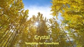  Presentation with kashmir - Beautiful PPT theme featuring upward view of fall aspen trees leh district in the state of jammu and kashmir india backdrop and a tawny brown colored foreground