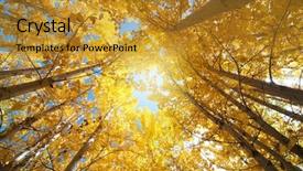 Presentation with fall leaves - Slide deck featuring upward view of fall aspen background and a gold colored foreground