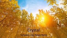  Presentation with kashmir - Amazing PPT theme having upward view of fall aspen trees filtered sunlight leh district in the state of jammu and kashmir india backdrop and a gold colored foreground