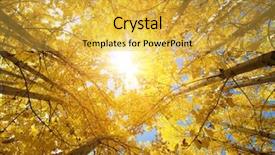  Presentation with fall - Amazing theme having upward view of fall aspen backdrop and a yellow colored foreground