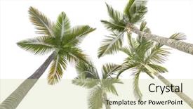  Presentation with land - Presentation theme enhanced with upwards - plam trees isolated background and a soft green colored foreground