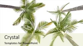  Presentation with land - Amazing presentation having upwards - plam trees isolated backdrop and a soft green colored foreground