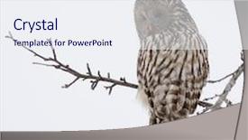  Presentation with volcanic natural disaster erupted - Audience pleasing slide set consisting of ural owl in natural habitat strix uralensis backdrop and a sky blue colored foreground