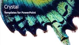  Presentation with cultu indonesia - PPT theme with uraniidae butterfly living in indonesia background and a  colored foreground