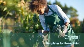  Presentation with generational african american culture and food - Slide deck with urban agriculture - african american woman tending background and a ocean colored foreground