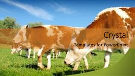  Presentation with urban agriculture - Colorful slide deck enhanced with urban agriculture - cows backdrop and a  colored foreground