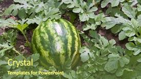  Presentation with urban agriculture - Amazing PPT layouts having urban agriculture - melon field backdrop and a tawny brown colored foreground
