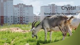  Presentation with urban agriculture - Theme featuring urban agriculture - two goats graze near high background and a light blue colored foreground