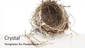  Presentation with bird - PPT layouts enhanced with urban bird nest isolated background and a soft green colored foreground