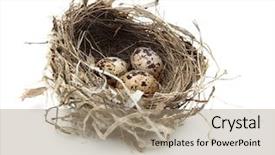  Presentation with quail - Beautiful presentation theme featuring urban birds nest with three backdrop and a coral colored foreground