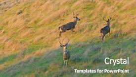  Presentation with urban - Colorful slides enhanced with urban black-tailed deer backdrop and a tawny brown colored foreground