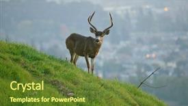  Presentation with buck - Slides with urban black-tailed deer background and a tawny brown colored foreground