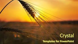  Presentation with ears - Audience pleasing slides consisting of urban environment - ears of ripe wheat backdrop and a tawny brown colored foreground