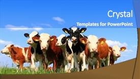  Presentation with farming - Amazing slide deck having urban farming - calves on the field backdrop and a cobalt blue colored foreground