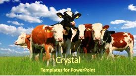  Presentation with farming - Colorful slide deck enhanced with urban farming - calves on the field backdrop and a tawny brown colored foreground